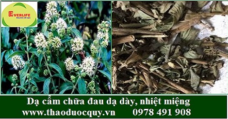 Dạ cẩm - chữa đau dạ dày, nhiệt miệng