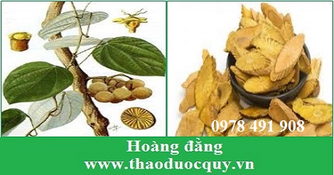 Hoàng Đằng Hoàng Đằng