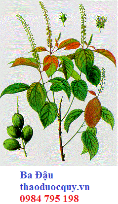 Quả Màn Dẻ