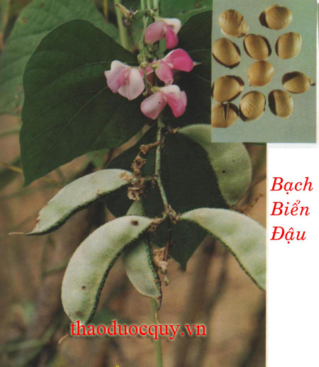 Tập Bẩy Pẹ