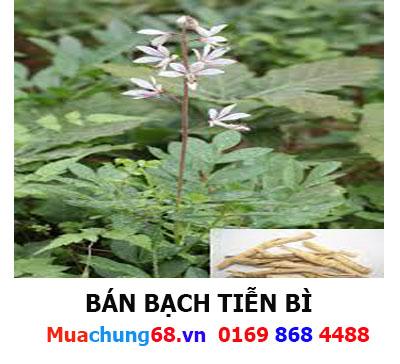 Bạch tiễn bì