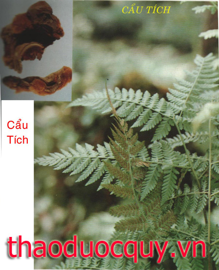 Cẩu Tích