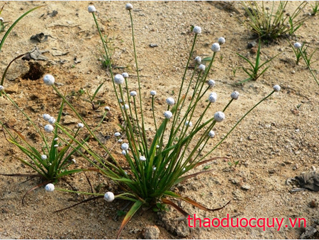 Cây Cốc Tinh Thảo