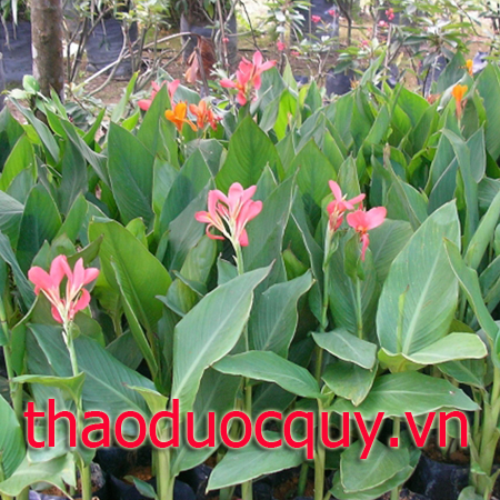 Dong Riềng