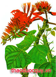 Hải Đồng Bì