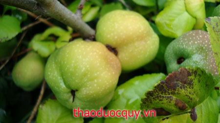Mộc Qua