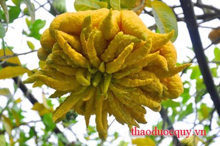 Phật Thủ