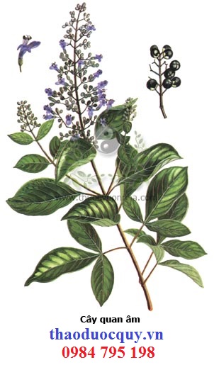 Quan Âm