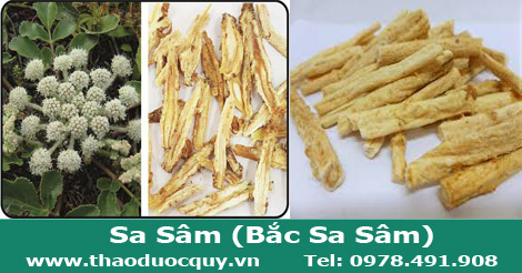 Sa Sâm/ Bắc Sa Sâm