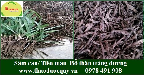 Sâm cau đen/ Tiên mao