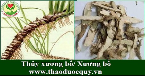 Thủy xương bồ/ Xương bồ