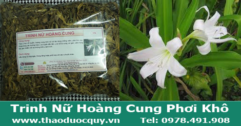 Trinh Nữ Hoàng Cung