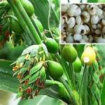 Cách dùng Ý dĩ (BO BO)  làm món ăn và vị thuốc chữa bệnh