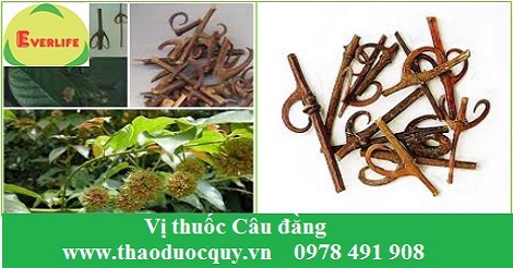 Vị thuốc Câu Đằng