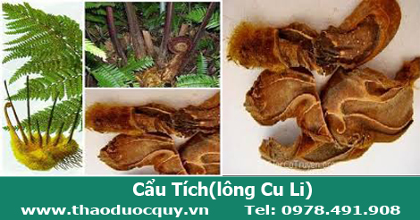 Cẩu tích, lông cu li