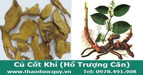 củ cốt khí