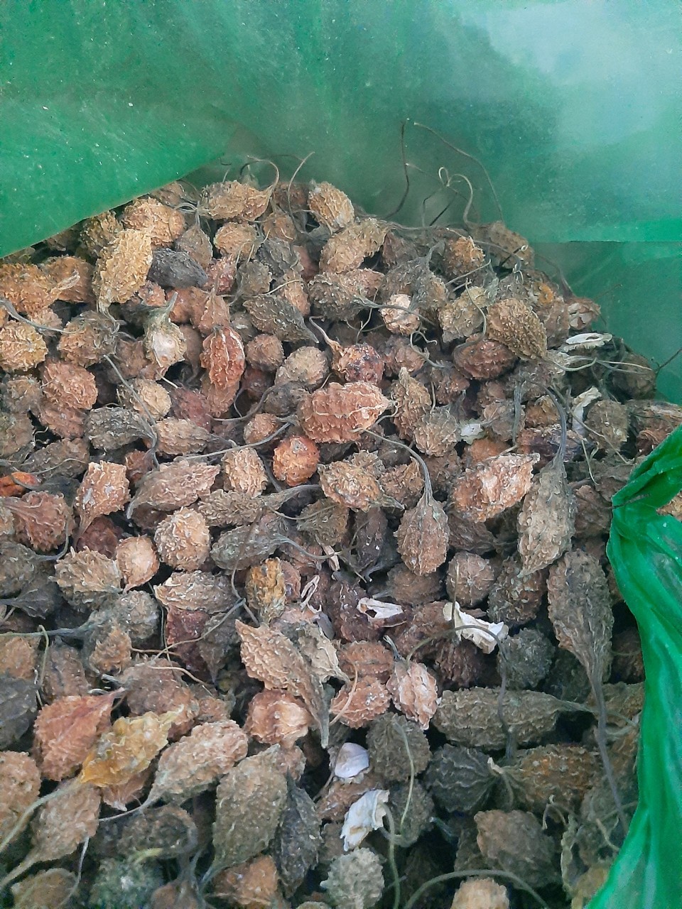 Mướp rừng nguy&ecirc;n quả