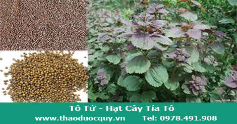 hat-cay-tia-to