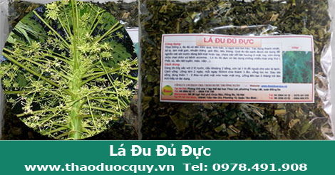 lá cây đu đủ đực