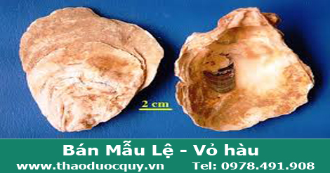 mẫu lệ - vỏ hàu
