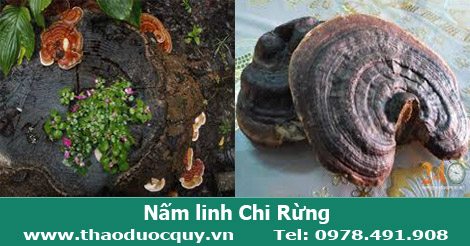 nấm-linh-chi-rừng