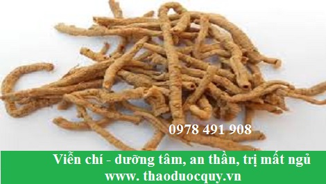 vị thuốc biễn chí